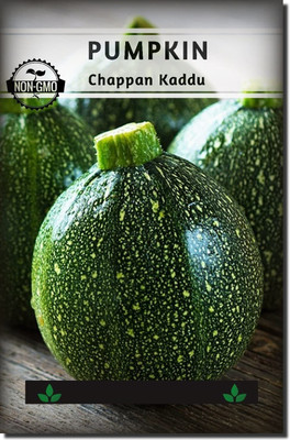 VibeX VXI-19 - Pumpkin (Chappan Kaddu) - (100 Seeds) Seed(100 per packet)