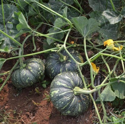 jkfarm Pumpkin, Kaddu, Kumro Seed(24 per packet)