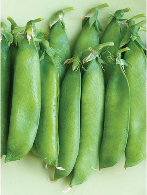 Fnine Peas Matar Super Sweet Seed(250 per packet)