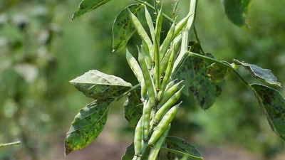 XOLDAA CLUSTER BEANS SEEDS Seed(11 per packet)