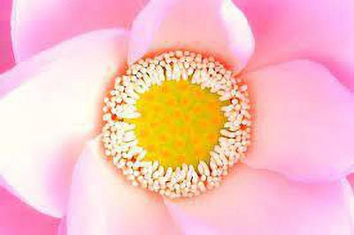 CARIBBEAN LOTUS SEEDS Seed(4 per packet)