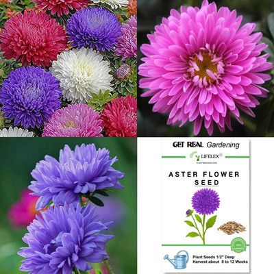 LIFELEX Aster Flower Seed(28 per packet)