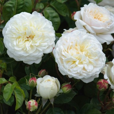 Qualtivate HUA-8A White Thornless Rose Seeds Seed(25 per packet)