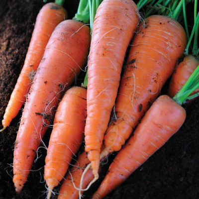 WILLVINE Hybrid Carrot Seeds Grow Your Own Vegetable Garden-[5000 Seeds] Seed(5000 per packet)