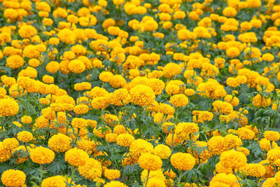 NATURAL LIVE marigold,gende ka phool seeds Seed(20 per packet)