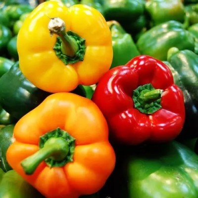 VASUDHA CAPSICUM शिमला मिर्च Capsicum/Shimla Mirch MIXED Seed(100 per packet)