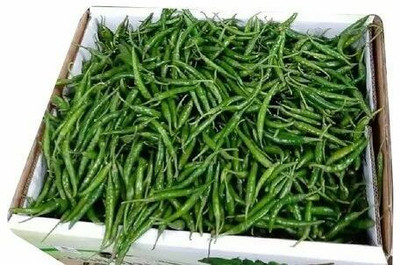 XOLDA Organic green chilli Seed(15 per packet)
