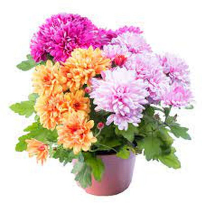CYBEXIS Chrysanthemum Babuna Flower F1 Hybrid Seeds Seed(1 g)