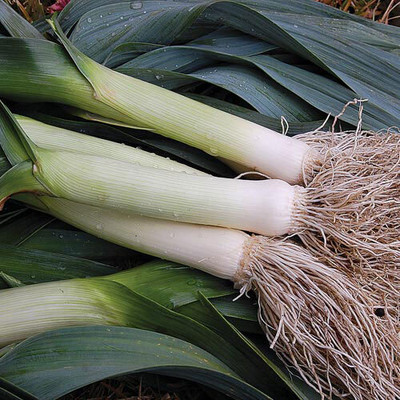 CEZIUS Leek Allium ampeloprasum Seed(100 per packet)
