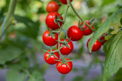 Phalfool tomato Seed(145 per packet)