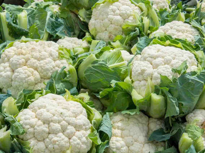 WILLVINE ROX -IV Hybrid Pusa Snowball-2 Cauliflower [1g, 300 Seeds] Seed(300 per packet)