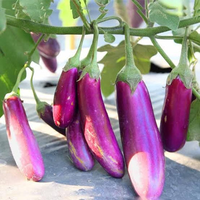 LPR BRINJAL SEEDS Seed(20 per packet)