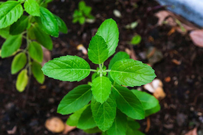 LPR TULSI, BASIL SEEDS Seed(100 per packet)