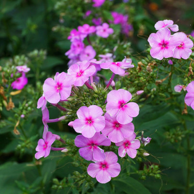 CEZIUS Annual Phlox Seeds - Brilliant Seed(50 per packet)