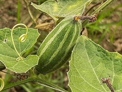 GREENSEA Hybrid Pointed Gourd, Parwal, Potol Seed(25 per packet)