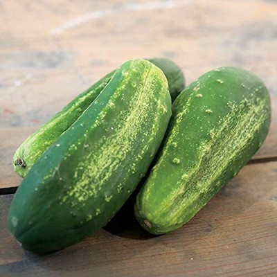 CYBEXIS LXI-90 - Organic Excelsior F1 Cucumber - (1350 Seeds) Seed(1350 per packet)