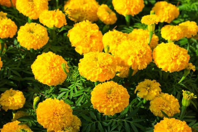 everlite marigold/gende ka phool flower seeds Seed(50 per packet)