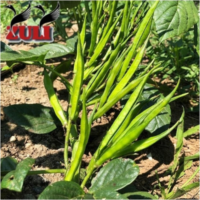 UGADO Cluster bean, Pack of 2 packet, Vegetable seeds Seed(100 per packet)