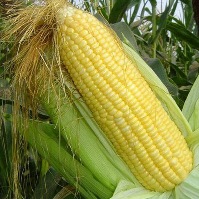 CYBEXIS Organic Sweet Wax Corn Seeds2000 Seeds Seed(2000 per packet)