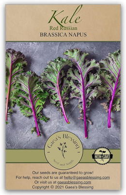 WILLVINE GBPUT -IX Kale Seeds - Red Russian - Non-GMO [50g] Seed(15000 per packet)