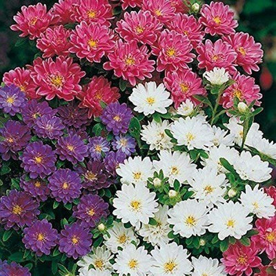CYBEXIS Aster Dwarf Pinocchio Mix Seed(50 per packet)
