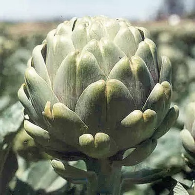 Aro Artichoke Seed(55 per packet)