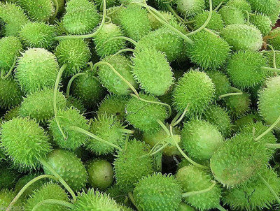 WILLVINE NBIR-526 West Indian Gherkin Burr Cucumber Seed(200 per packet)