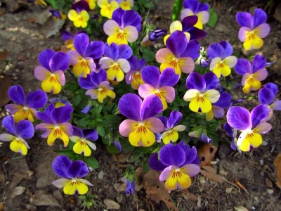 OGIVA Dark JOHNNY JUMP UP Violet Viola Pansy Tricolor Seed(200 per packet)