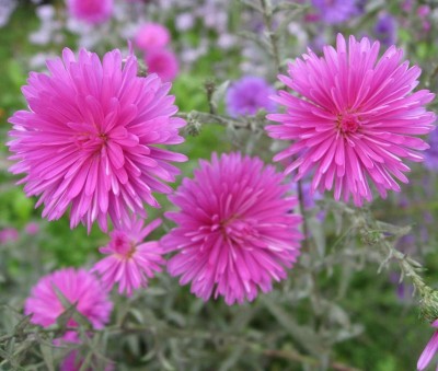 Qualtivate GUA-19 Easy to Grow Chrysanthemum Pink Chinese Aster Seeds Seed(25 per packet)