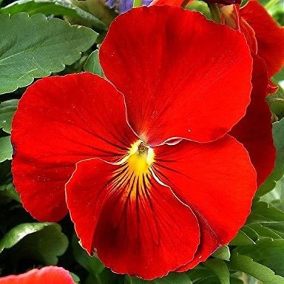 Lorvox Pansy Butterfly Beautiful Flower Seeds In Different Colors F1 Hybrid Seed(150 per packet)