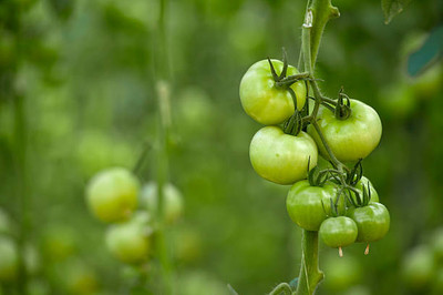 Boardy tomato Seed(85 per packet)