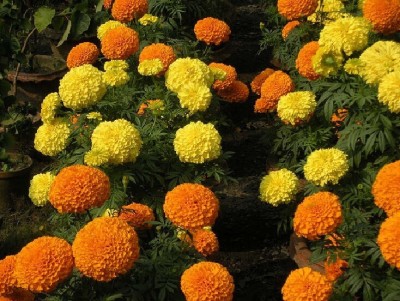 SEEDARIA F1 African marigold (genda) annual mix flower seeds Seed(100 per packet)