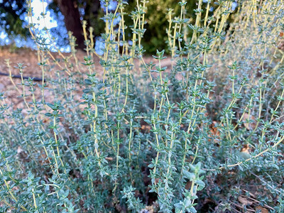 CYBEXIS NBIR-59 - English Thyme - (150 Seeds) Seed(150 per packet)