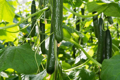 Qualtivate XXX-9A Pickling Cucumber Seeds Seed(300 per packet)