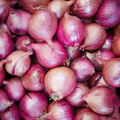 WATIKA Nasik Onion Seed(3000 per packet)