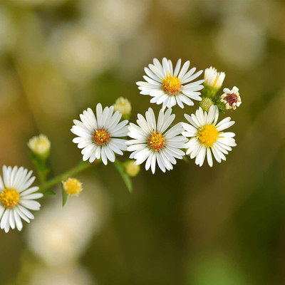CYBEXIS LXI-22 - Chamomile Roman Chamaemelum Nobile - (250 Seeds) Seed(250 per packet)