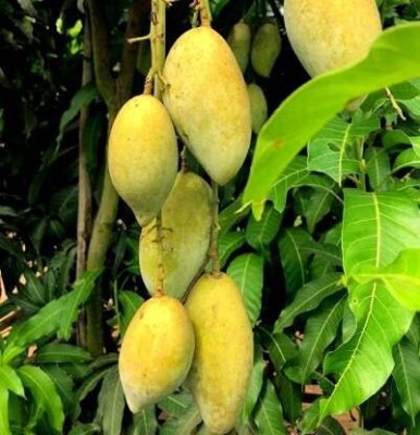 Kapebonavista Live Totapuri Mango/Aam Fruit Plant - Healthy Live Plant Seed(1 per packet)
