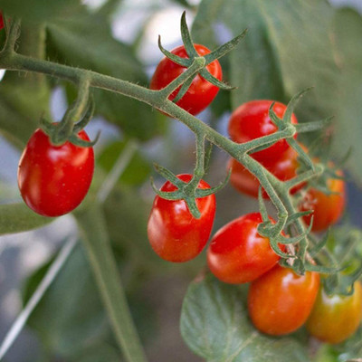 CYBEXIS F56Red Cherry Tomatoes Seeds500 Seeds Seed(500 per packet)