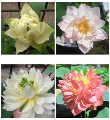 Qualtivate HUA-7A Lotus for Planting Seed(25 per packet)