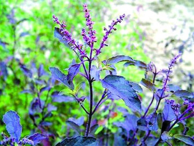LPR TULSI, BASIL SEEDS Seed(200 per packet)