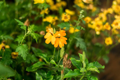 JasBerk kanakambaram-firecracker-crossandra Seed(22 per packet)