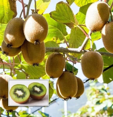kranti farms kiwi Seed(30 per packet)