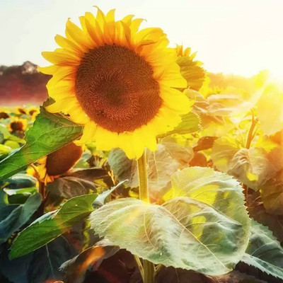 Aro Sunflower Seed(40 per packet)