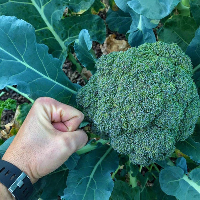 DEYS AGRO ™ broccoli seeds,vegetable seeds for home Seed(29 per packet)