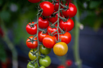 Decon tomato Seed(140 per packet)