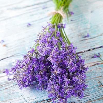 VibeX ® LXI-288 Lavender English Lavandula Angustifolia Seed(500 per packet)