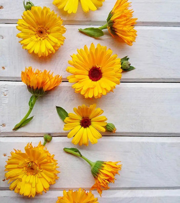 Lippy Organic Calendula Flower Seed(70 per packet)