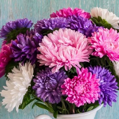 ACCELCROP Aster ‘Mix’ F1 Hybrid Flower Seeds for All Season Seed(105 per packet)