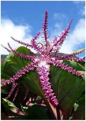 KNESSiN Cabbage Palm Good Luck Plant Seed(1250 per packet)