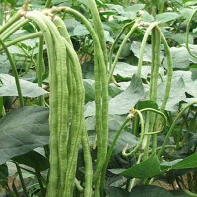 jkfarm Yard long bean, Barbati, Long bean Seed(125 per packet)